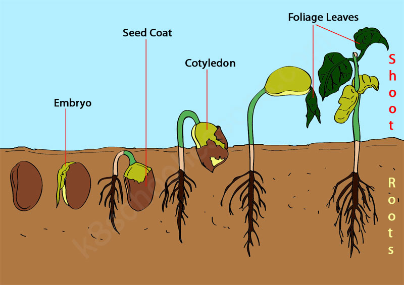 LEARNINGHUBTZ FORM FOUR BIOLOGY TOPIC 1 GROWTH IN PLANTS AND ANIMALS